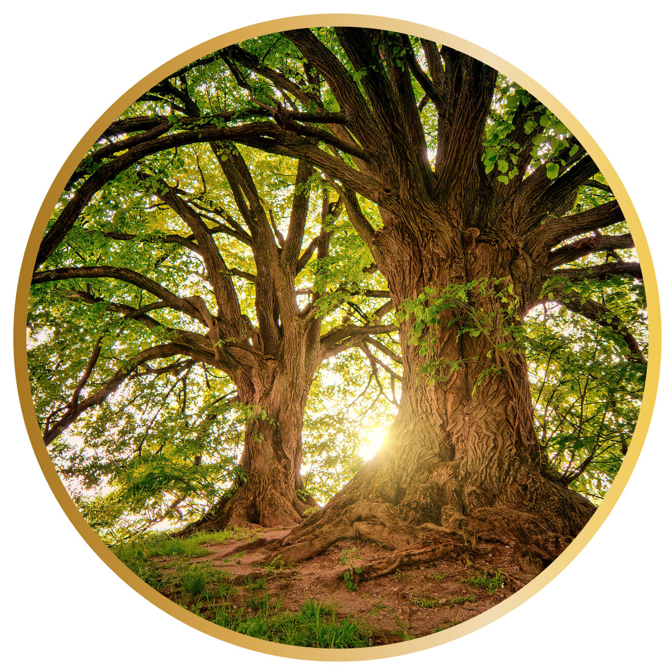 Roots and Light